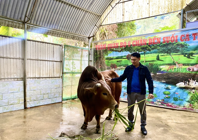 Từ khi con bò nổi tiếng, người dân khắp nơi kéo đến xem. Ảnh: Công luận