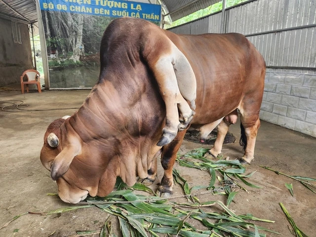 Với anh Tuấn, số tiền này thật sự quá lớn nhưng sau thời gian nuôi, con bò cũng như một thành viên trong gia đình nên trả bao nhiêu tiền anh cũng không bán. Ảnh: Suckhoedoisong