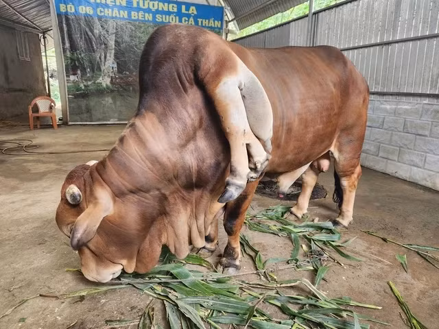 Với anh Tuấn, số tiền này thật sự quá lớn nhưng sau thời gian nuôi, con bò cũng như một thành viên trong gia đình nên trả bao nhiêu tiền anh cũng không bán. Ảnh: Suckhoedoisong