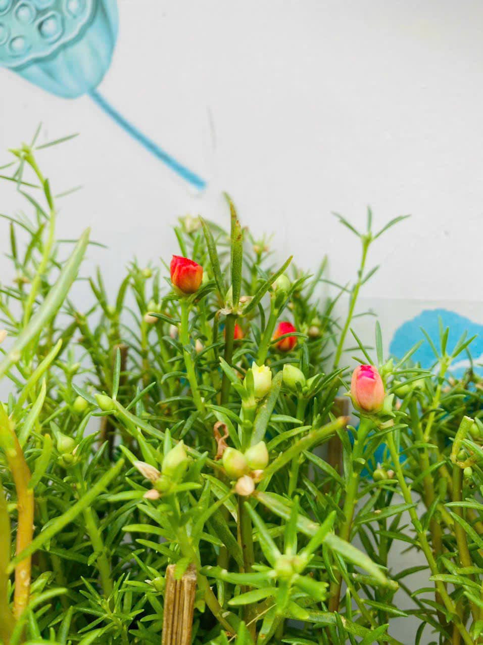 Hoa mười giờ đơn giản và mộc mạc.