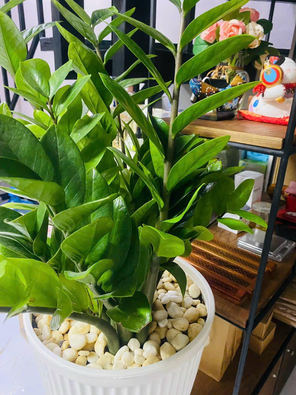 Góc nào cũng ngập tràn cây xanh.