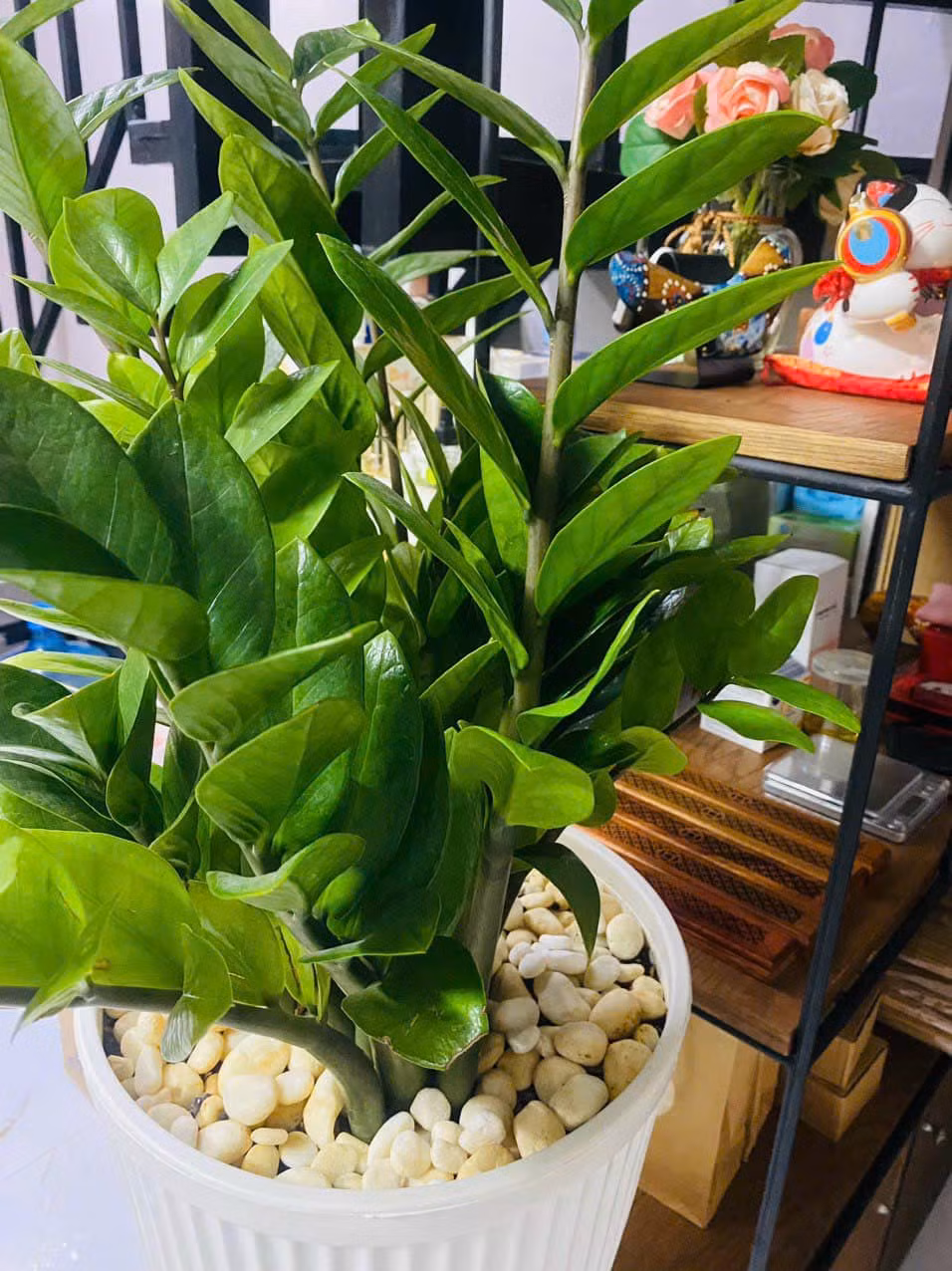 Góc nào cũng ngập tràn cây xanh.