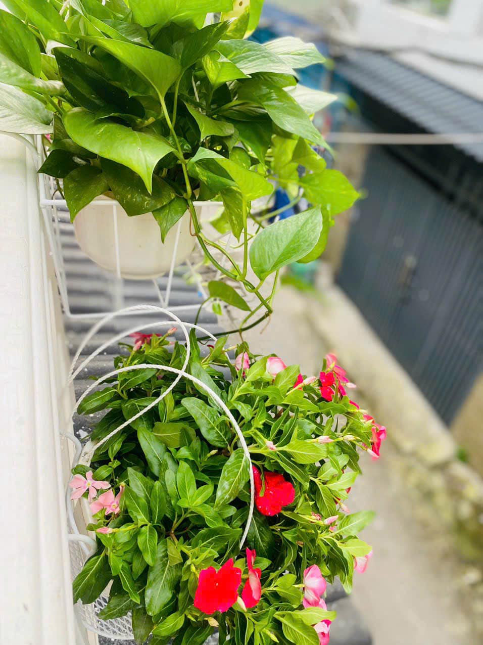 Cặp đôi trồng nhiều loại hoa, cây cảnh nhỏ nhắn nhưng dễ chăm sóc như trầu bà, dừa cạn, sen đá...