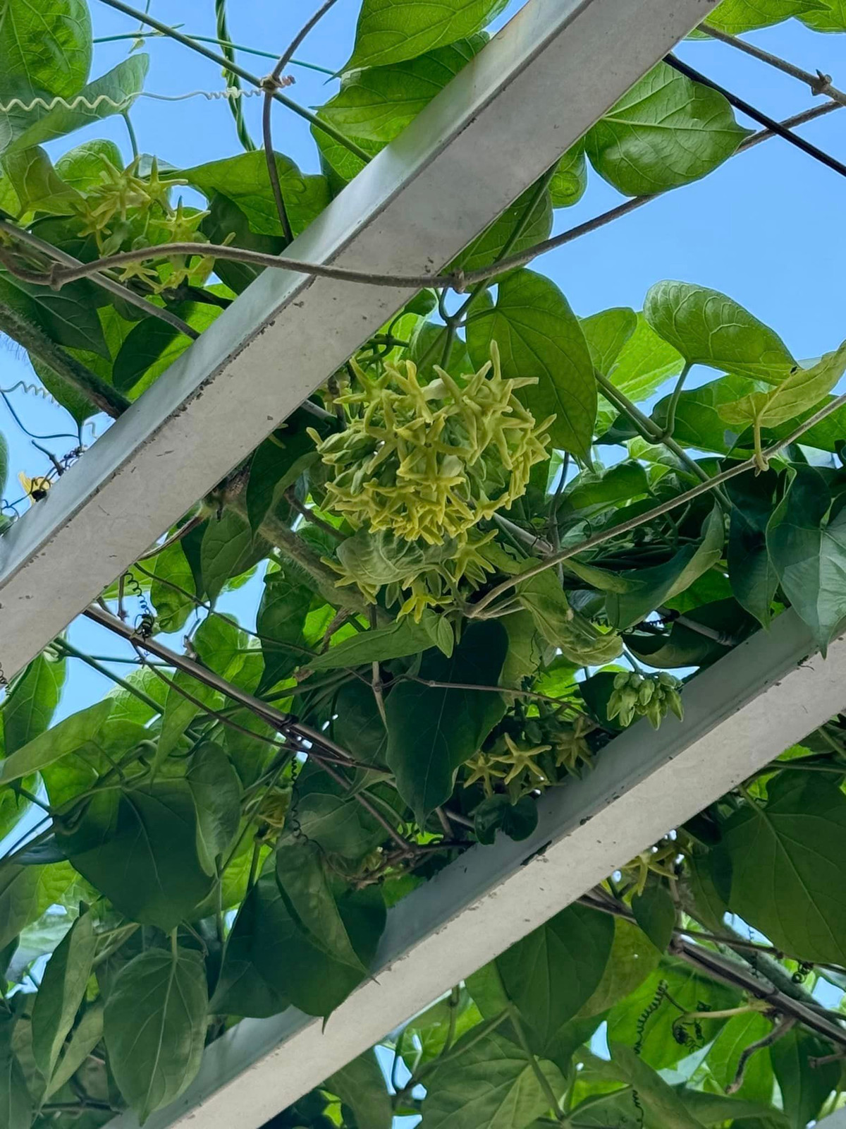 Hoa thiên lý trồng thành giàn, cho nhiều hoa, giúp tạo bóng mát. Ảnh: FB Giang My Nguyen