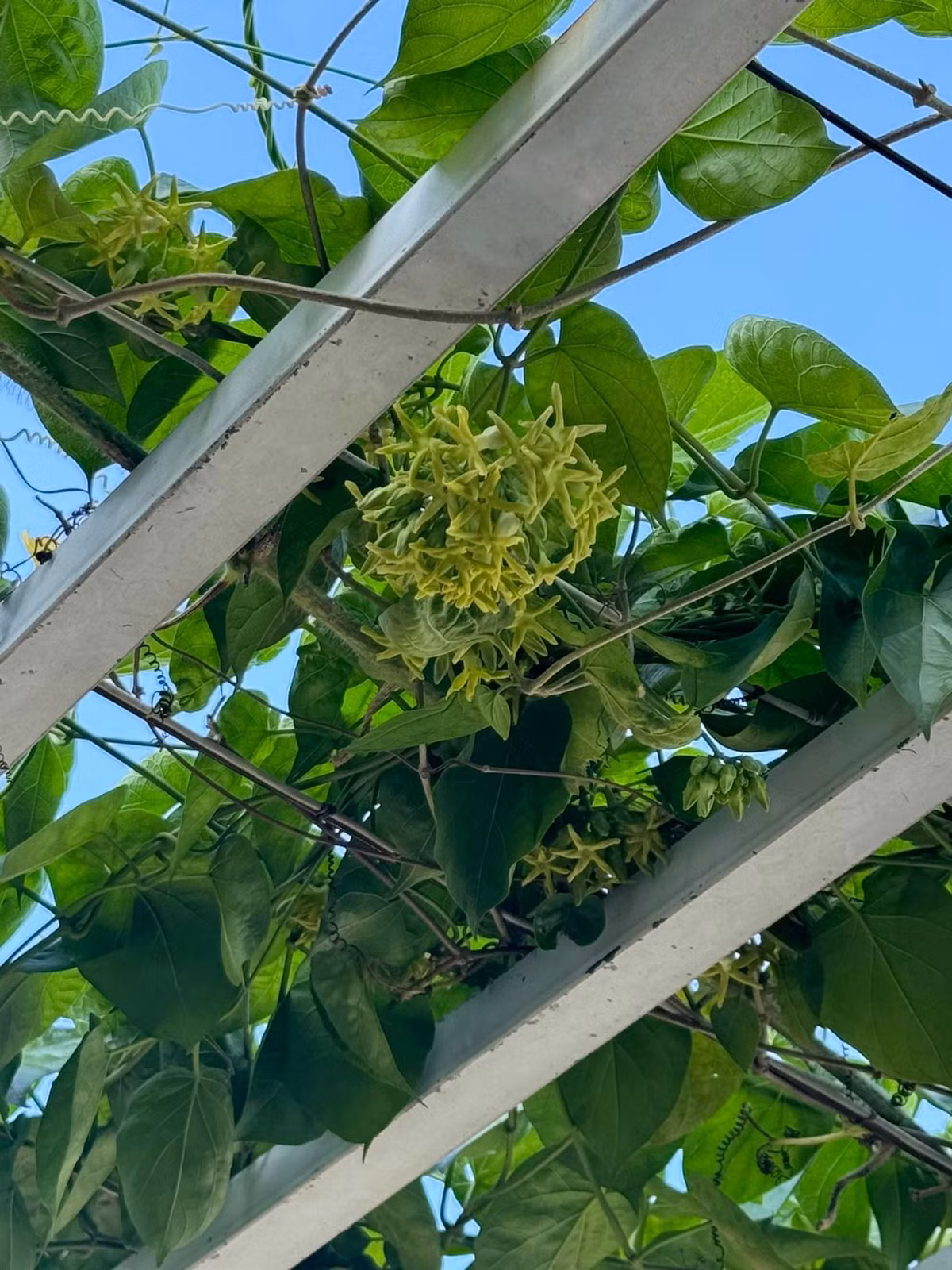 Hoa thiên lý trồng thành giàn, cho nhiều hoa, giúp tạo bóng mát. Ảnh: FB Giang My Nguyen