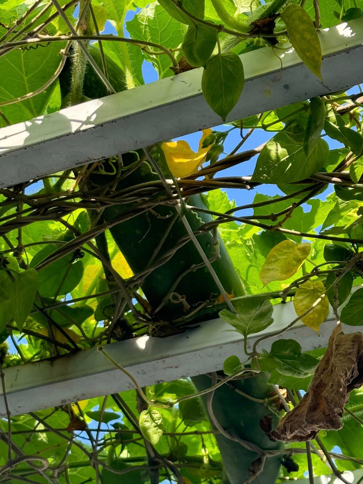 Mùa mưa, rau củ quả tốt um. Ảnh: FB Giang My Nguyen