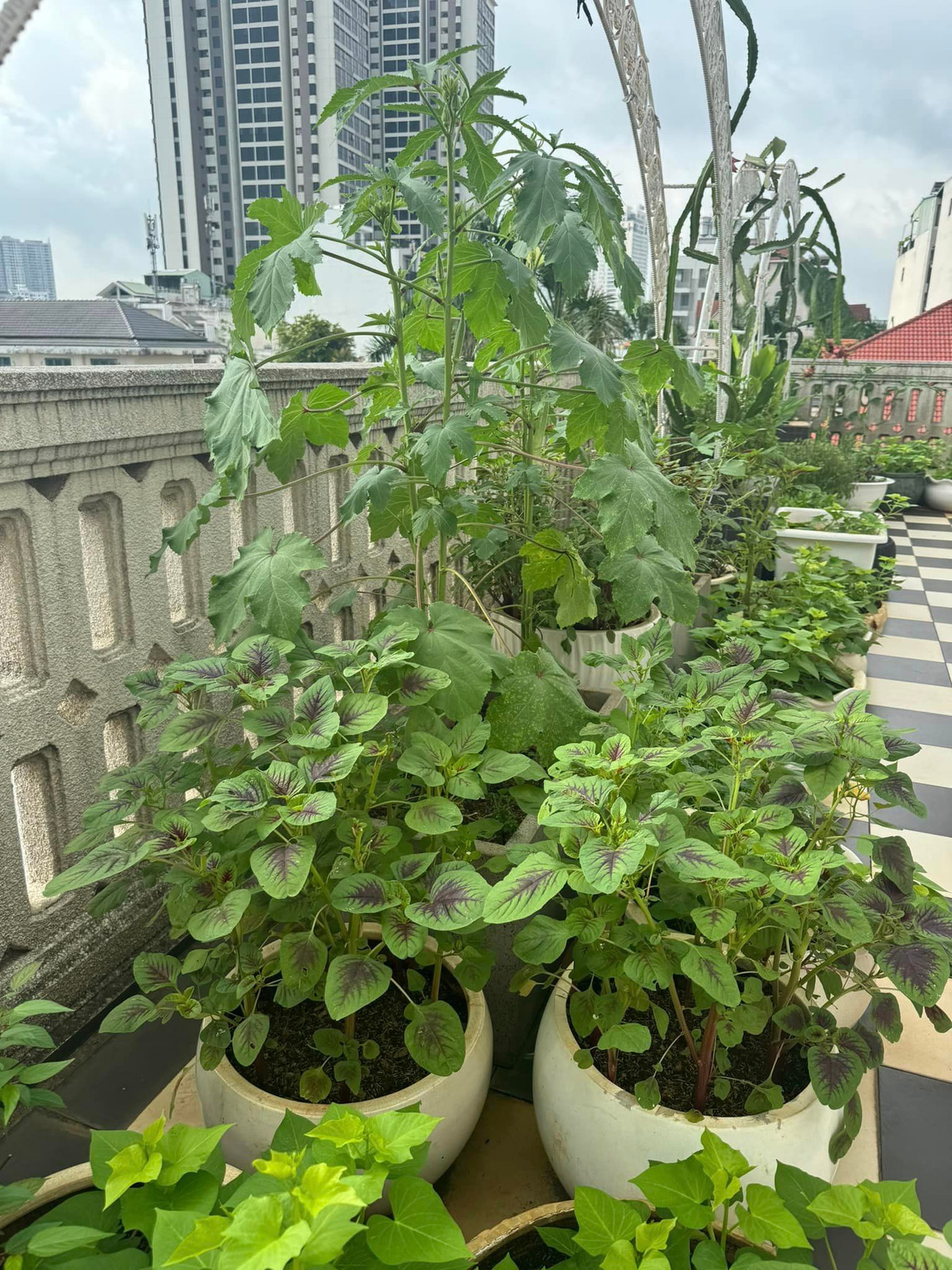 Nhiều bạn bè khen Giáng My khéo tay, chăm sóc được cả vườn rau sạch "quý" giữa thành phố. Ảnh: FB Giang My Nguyen