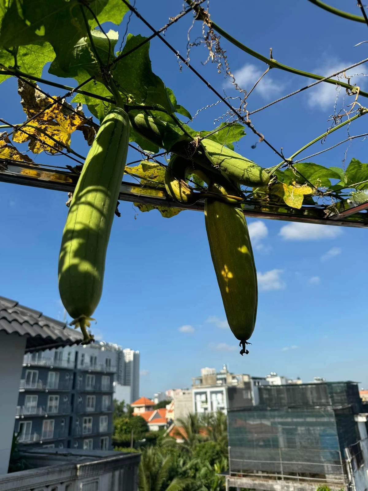 Nàng hậu đầu tư làm giàn chắc chắn để trồng các loại dây leo như mướp, bí đao,... Ảnh: FB Giang My Nguyen