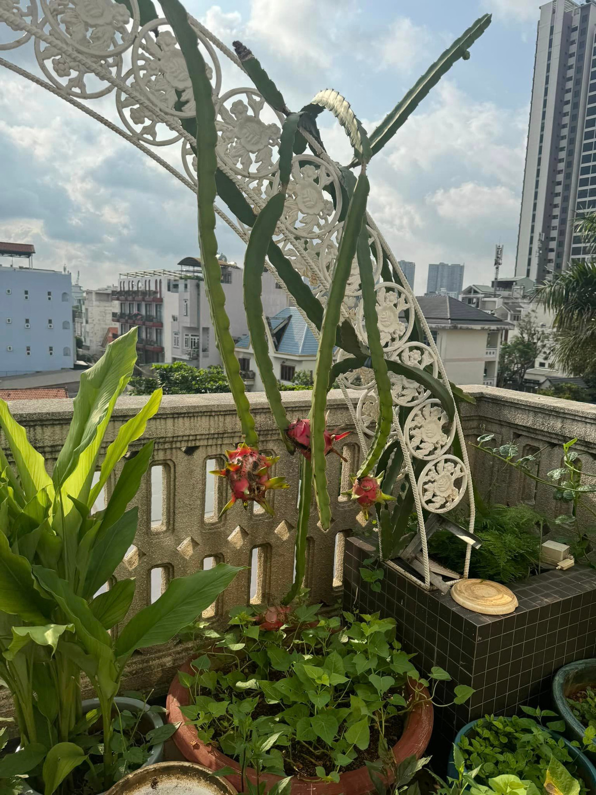 Hoa hậu Đền Hùng tự nhận mình là "người nông dân thành phố". Ảnh: FB Giang My Nguyen