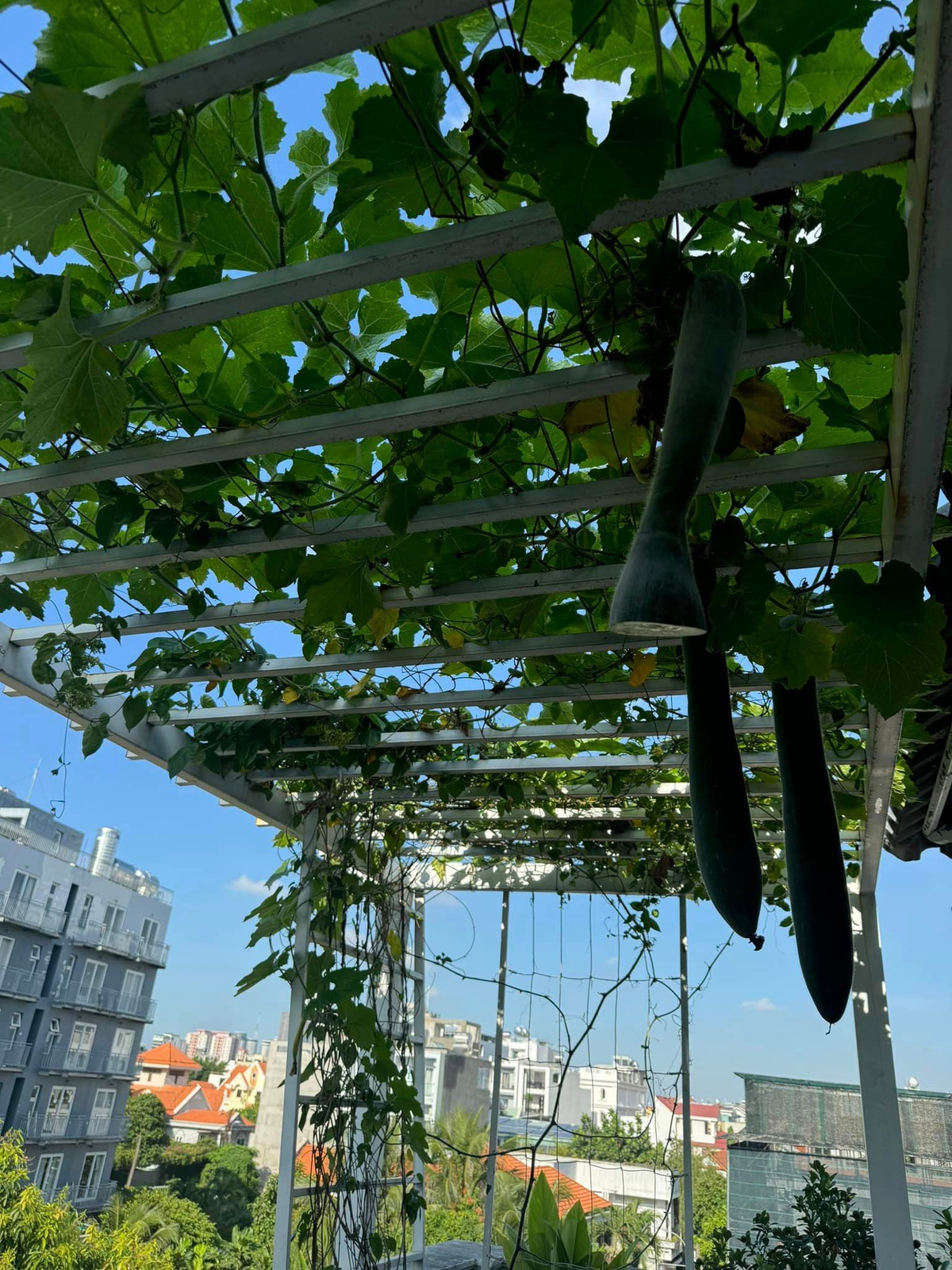 Biệt thự của Hoa hậu Giáng My thiết kế theo phong cách Châu Âu, khu vực sân thượng trồng nhiều rau xanh và hoa. Ảnh: FB Giang My Nguyen