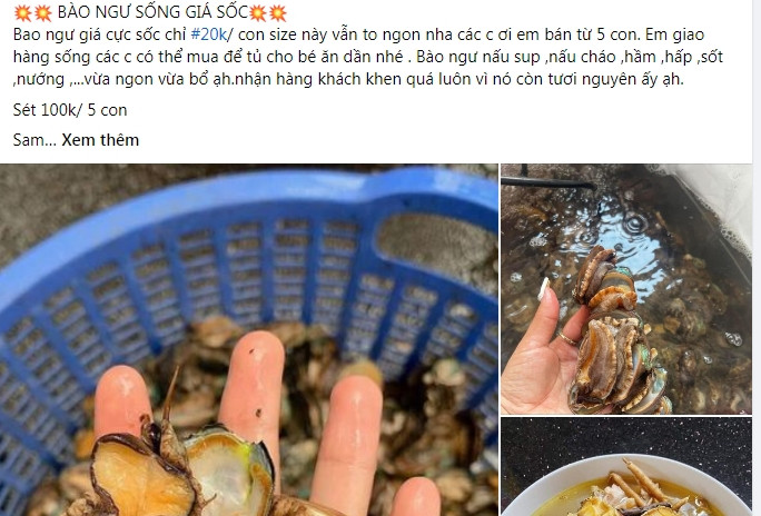 Đáng ngạc nhiên hơn, những con bào ngư này hoàn toàn tươi sống, không phải hàng đông lạnh.