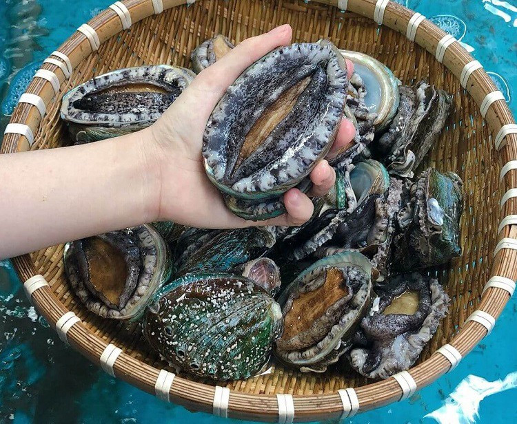 Anh Hùng nhận định, bào ngư giá rẻ đang bán trên thị trường theo con là hàng bé và yếu hoặc đã chết. Nếu còn sống thì cũng chỉ được 1-2 ngày. Trong khi đó, bào ngư Hàn Quốc sống rất khoẻ trong môi trường nước biển.