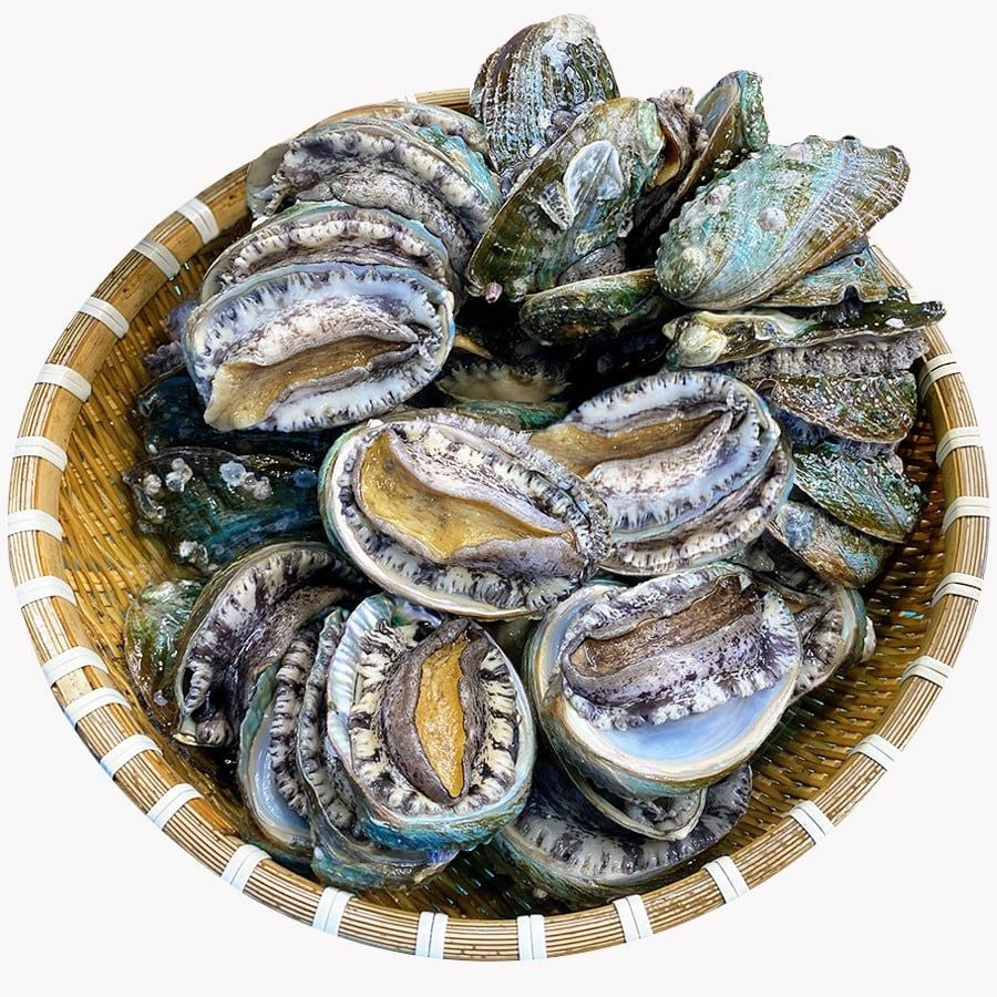 Trong khi đó, bào ngư giá rẻ bất ngờ khiến chị Hoa (Thanh Trì, Hà Nội) lưỡng lự, chưa dám mua. Theo chị Hoa, tại một số cửa hàng hải sản, bào ngư Hàn Quốc sống giá trên dưới 1 triệu đồng/kg (size 13 - 15 con/kg). Tính ra, mỗi con bào ngư giá từ 70.000 - 80.000 đồng.