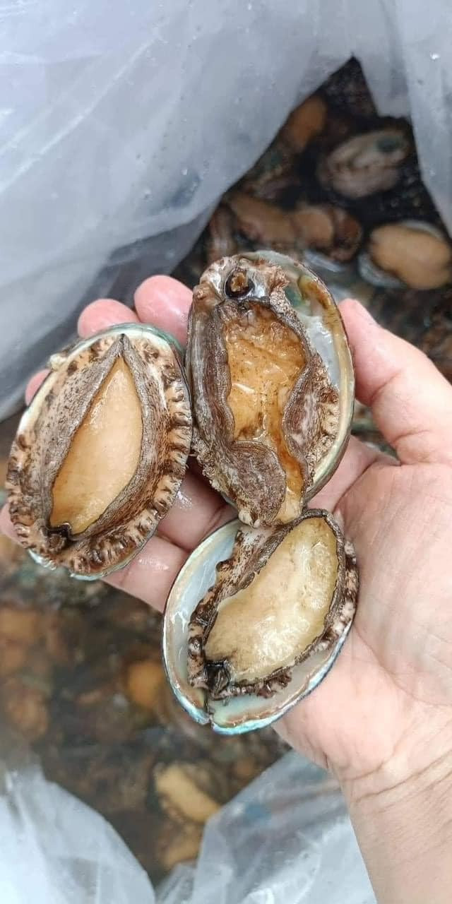 Thấy bào ngư giá rẻ nên chị Loan (Hoàng Mai, Hà Nội) đặt mua 10 con về chế biến cho cả nhà thưởng thức.