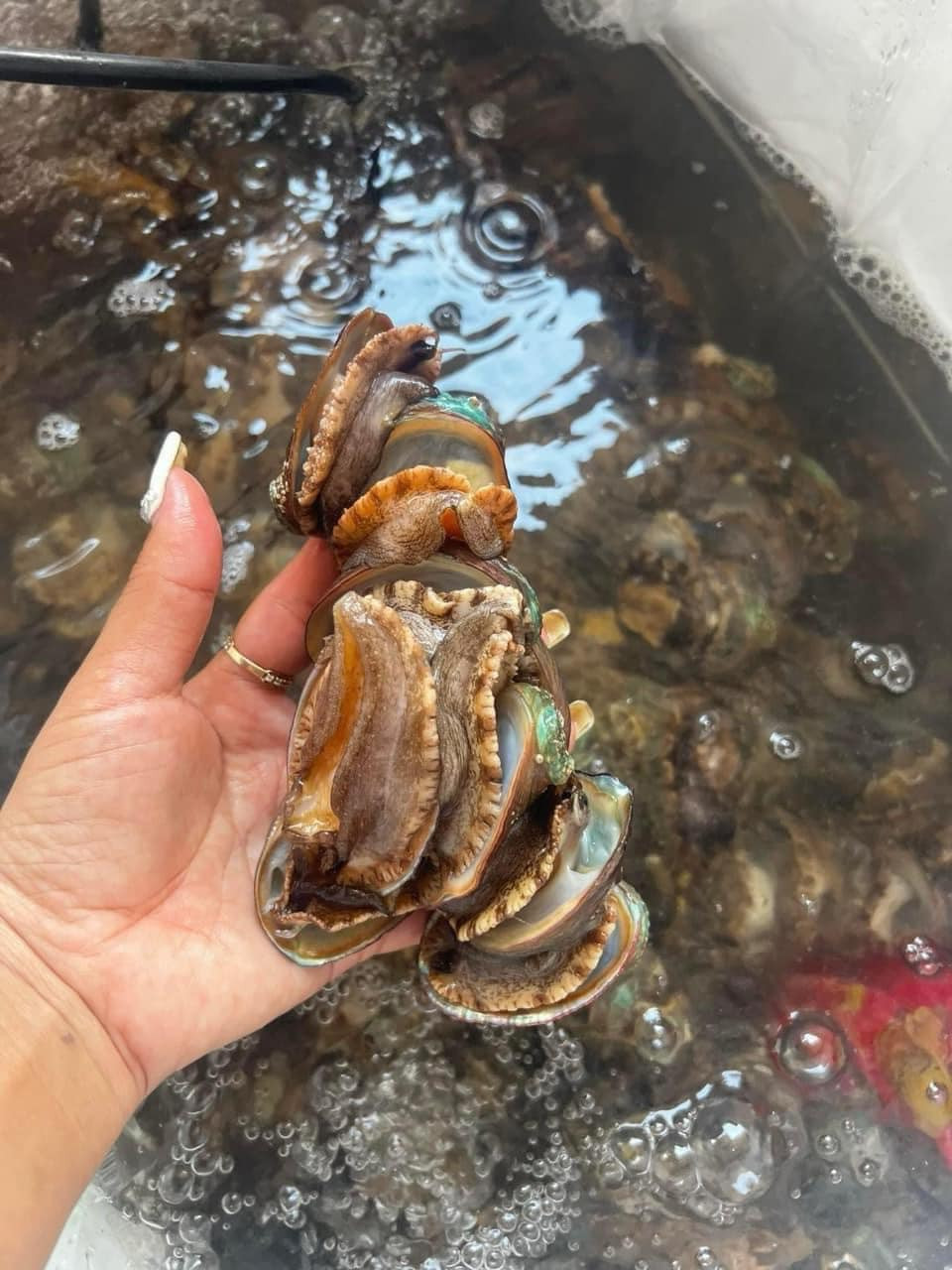 Trao đổi với PV Nông thôn Việt, anh Vũ Mạnh Hùng - chủ một hệ thống bán hải sản tại Hà Nội cho biết, bào ngư giá từ 12.000 đồng/con có thể là bào ngư Trung Quốc, nhập lậu về Việt Nam.