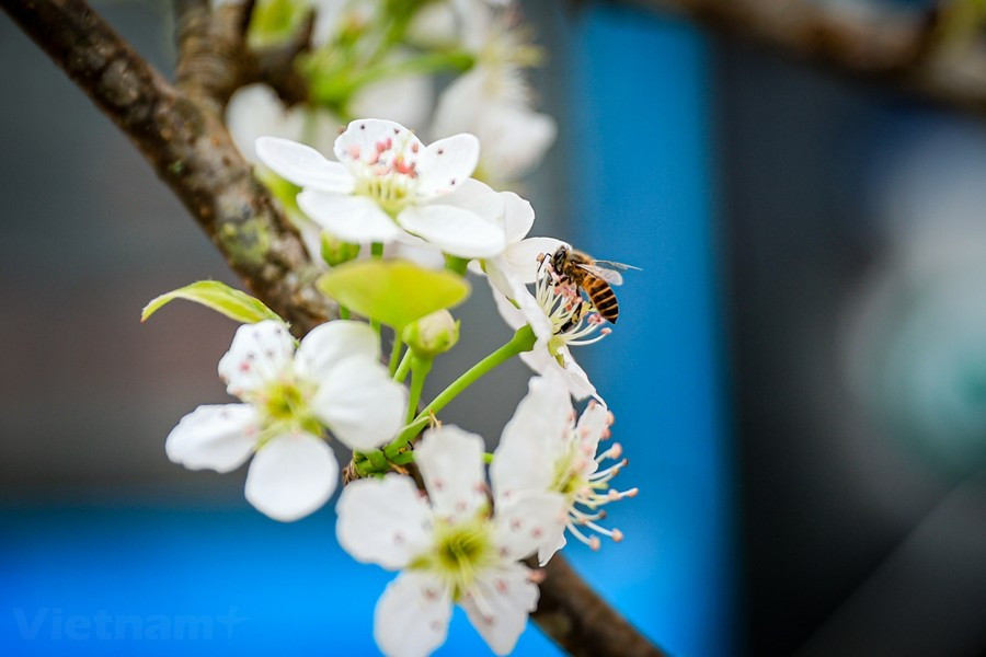 Hoa lê rừng được ưa chuộng bởi chơi bền hơn hoa đào. Một cành tươi tốt có thể chơi được vài tháng. Ảnh: Vietnam+