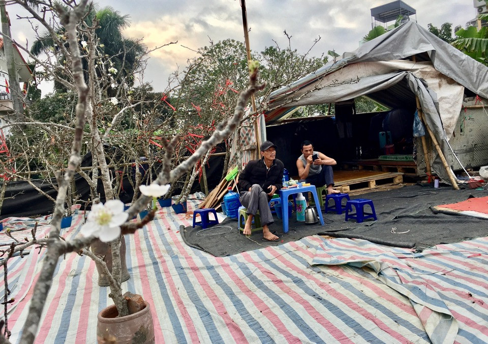 Một số tiểu thương dựng lều lán trên bãi đất trống ven đường Lạc Long Quân để tiện trông coi, chăm sóc và bán hoa lê. Ảnh: Kinhtedothi