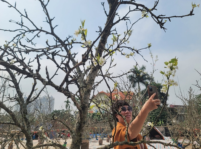 Vài năm gần đây, lê rừng trở thành loài hoa "đặc sản" được người dân Hà Nội ưa chuộng mỗi dịp sau Tết Nguyên đán. Ảnh: Daidoanket