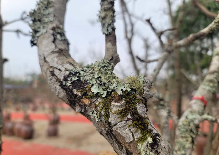 Những cành lê càng sống trên núi cao, gốc càng cổ thụ xù xì, đầy rêu, càng được giá. Ảnh: Daidoanket