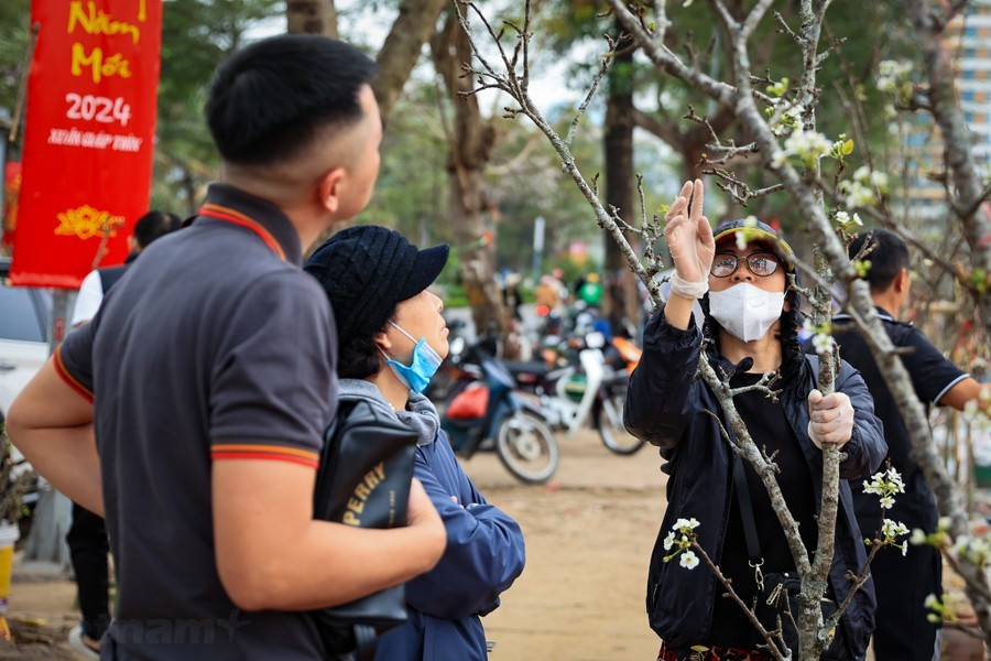 Dù giá lê rừng không rẻ song vẫn có khá đông khách sẵn sàng chi tiền mua để trưng trong nhà. Ảnh: Vietnam+