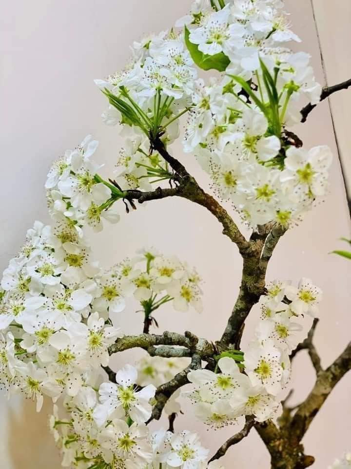 Trong khi đó, những cành lê nhỏ giá từ 100.000 - 500.000 đồng. Ảnh: Facebook