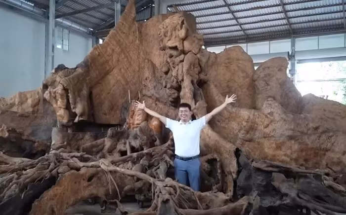 Ông Chiến cho biết sẽ bán gốc cây này với giá 30 tỷ đồng, trong đó, ông sẽ trích ra một phần làm từ thiện, giúp đỡ những người dân gặp khó khăn trong vùng. Nguồn ảnh: chụp màn hình