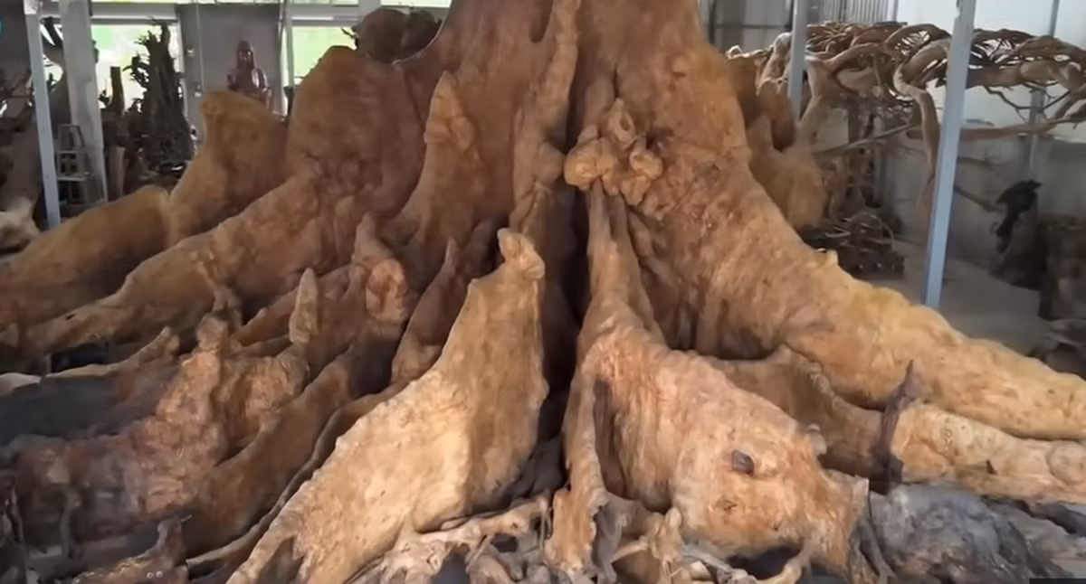 Gốc cây bàng có bán kính tới hàng chục mét, được trưng trong khu nhà xưởng rộng rãi.