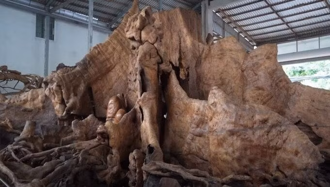 Cách đây không lâu, kênh YouTube Độc Lạ Bình Dương giới thiệu một gốc cây gỗ quý lên tới nghìn năm tuổi của ông Chiến (hơn 70 tuổi) ở Sóc Trăng.