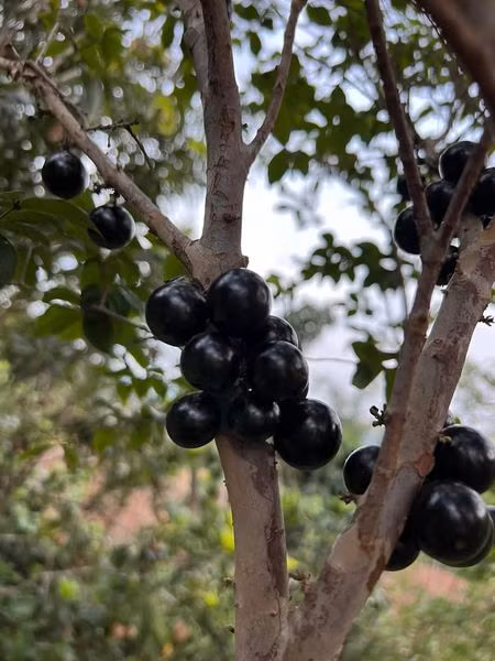 Theo các chủ vườn, nho thân gỗ không dành cho người sống vội, trồng cây phải kiên trì vì trồng tự nhiên cây ra quả rất muộn. Nguồn ảnh: Facebook