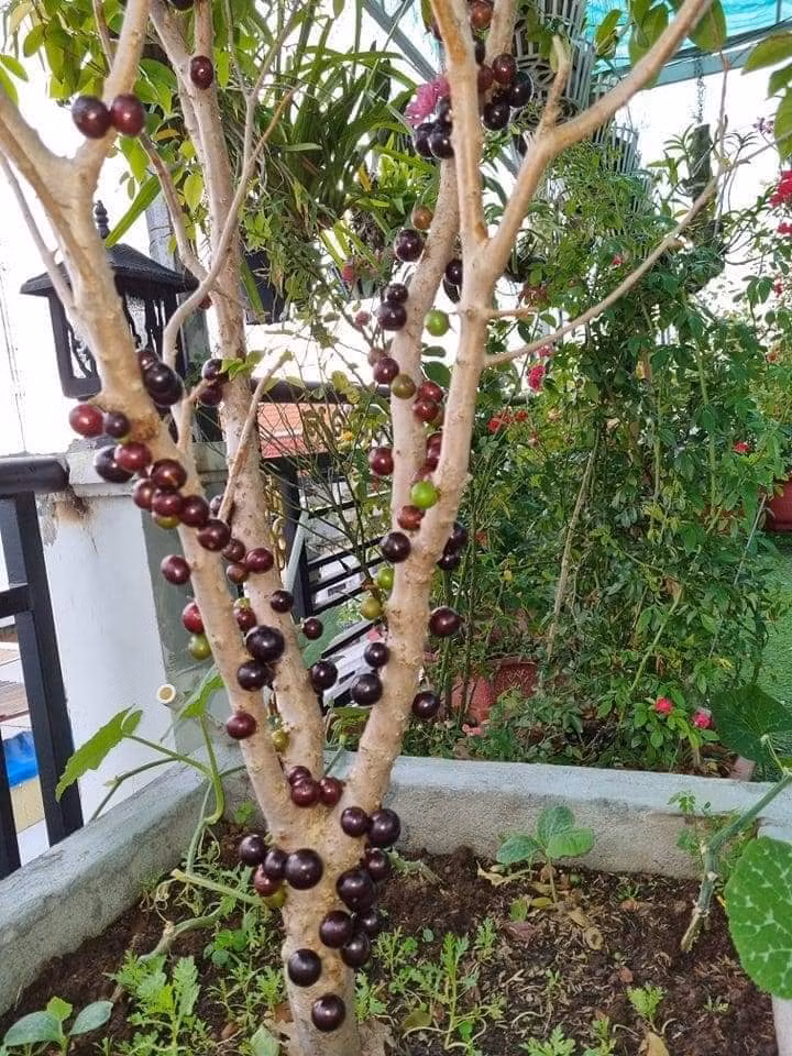 Bất cứ ai lần đầu nhìn thấy hàng ngàn quả mọng nho mọc chi chít trên thân cây từ gốc tới ngọn cây đều rất ngạc nhiên.