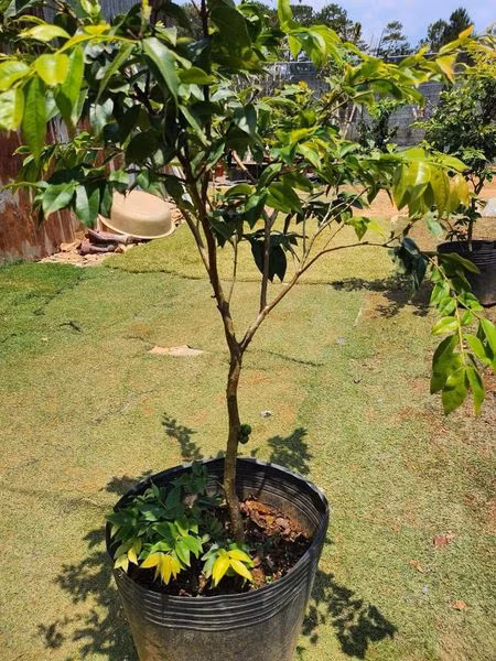 Ngoài quả, nhiều khách hàng cũng tìm mua cây giống nho thân gỗ. Loại cây nhỏ khoảng 1 mét giá từ 150.000 - 250.000 đồng/cây.