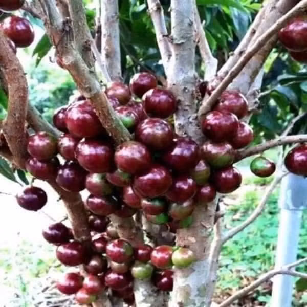 Theo người bán, nho thân gỗ gây sốt thị trường nhiều năm nay. Loại quả này chỉ có một số vùng trồng nên bày bán không nhiều ở các chợ.