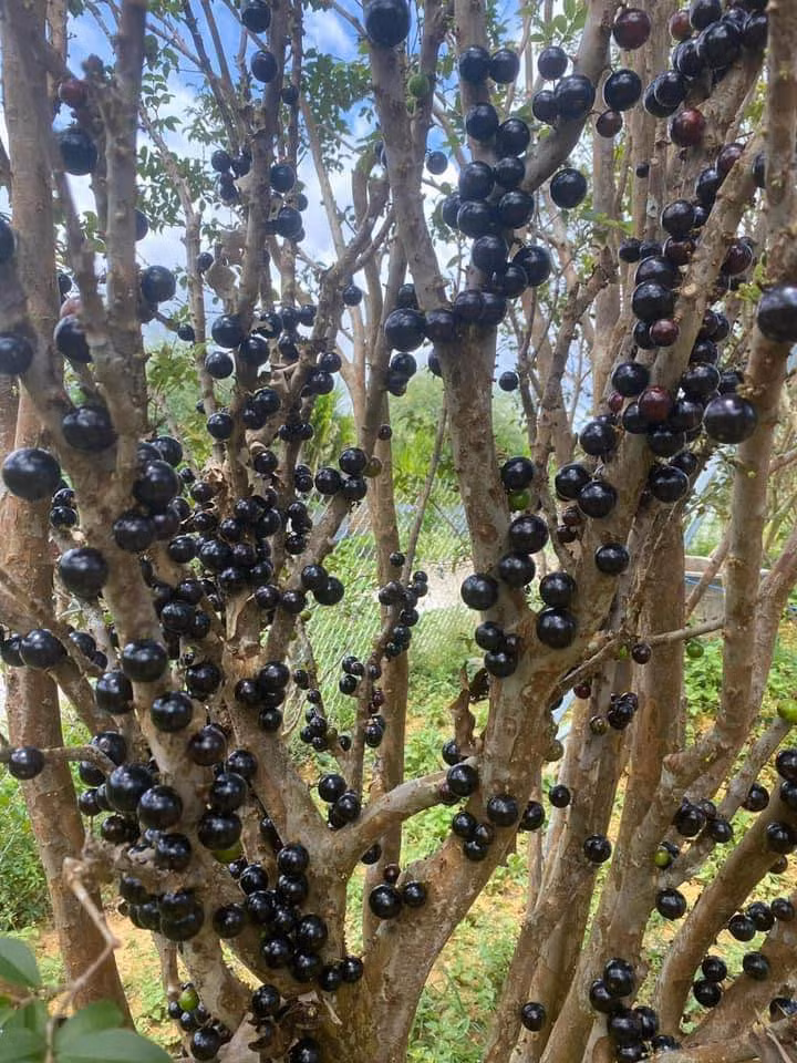 Cây to đang cho quả giá từ 5 - 10 triệu đồng, cây to hơn nữa thì giá tới 30 - 40 triệu đồng.