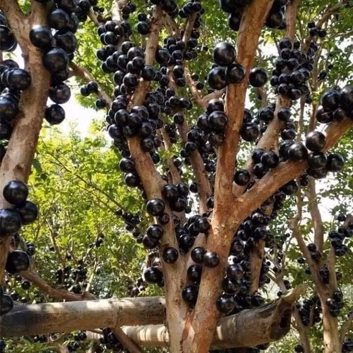 Vào mùa, các tiểu thương cũng chỉ gom được số lượng hạn chế. Gần như lấy được bao nhiêu là chỉ đủ cho khách quen đặt, nhiều lúc không có hàng bán.