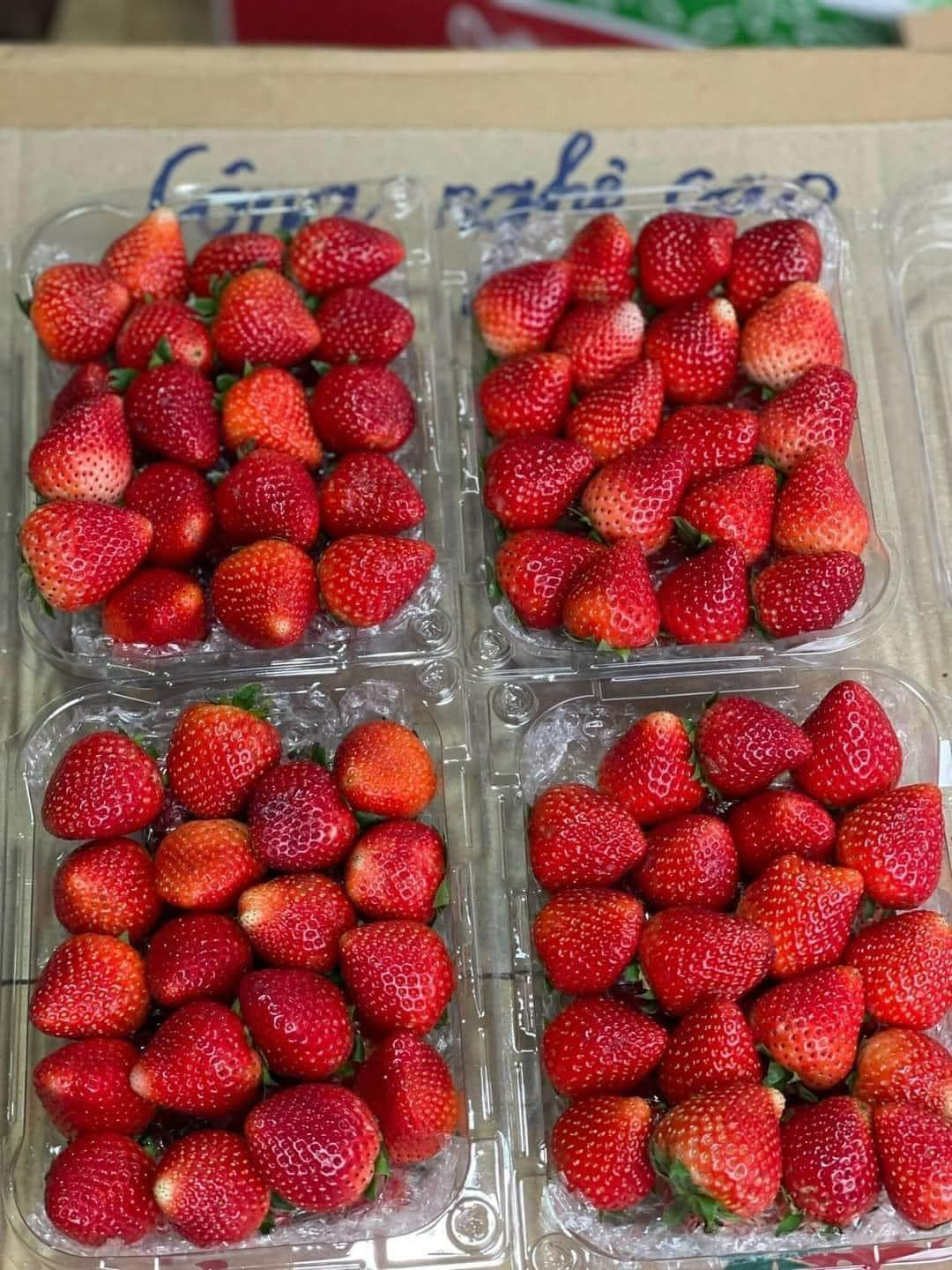 Còn dâu tây Trung Quốc để được từ 8-10 ngày không hỏng. Ảnh: Facebook