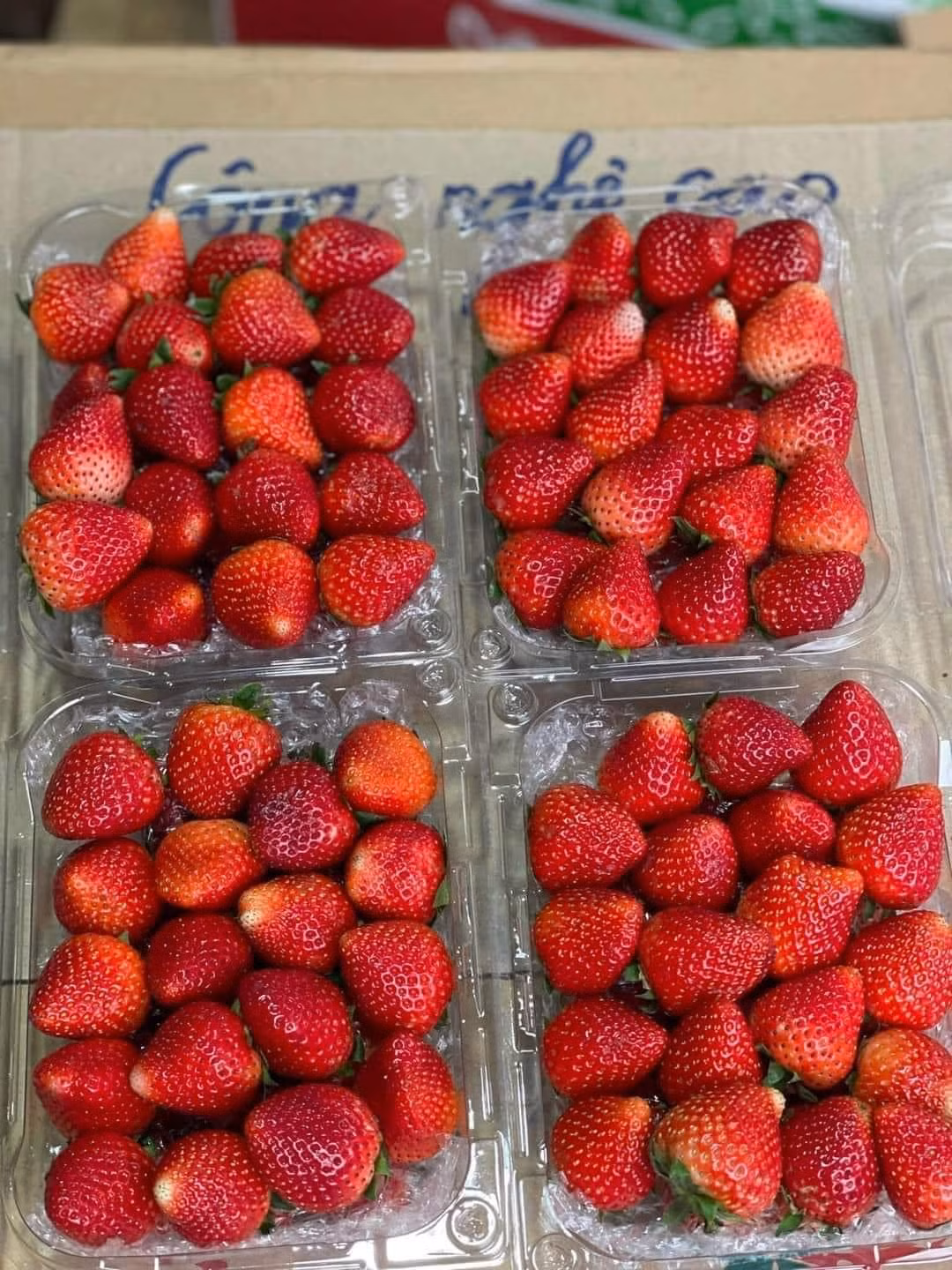 Còn dâu tây Trung Quốc để được từ 8-10 ngày không hỏng. Ảnh: Facebook