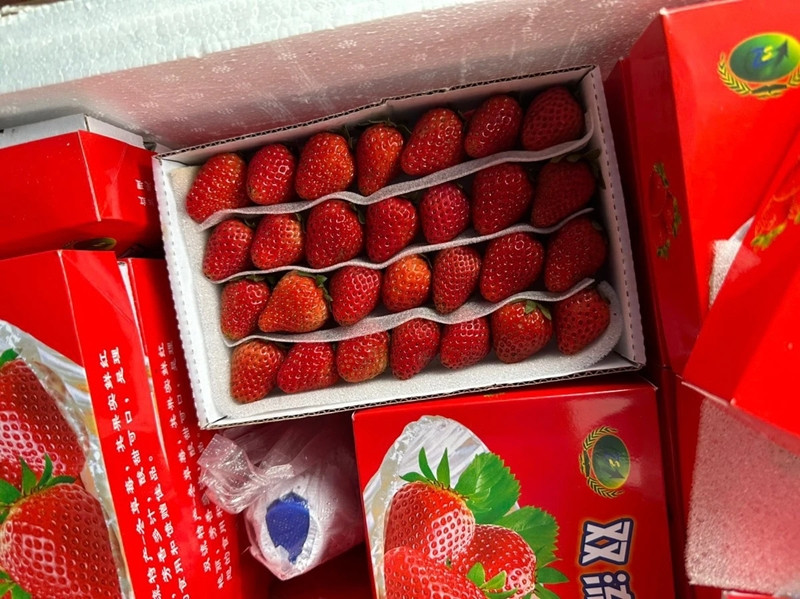 Để phân biệt dâu tây Mộc Châu với dâu tây Trung Quốc, người tiêu dùng có thể quan sát kỹ hình dáng bên ngoài. Dâu tây Mộc Châu màu đỏ tươi, quả to nhỏ không đều; còn dâu Trung Quốc đều quả, to đều. Ảnh: Znews