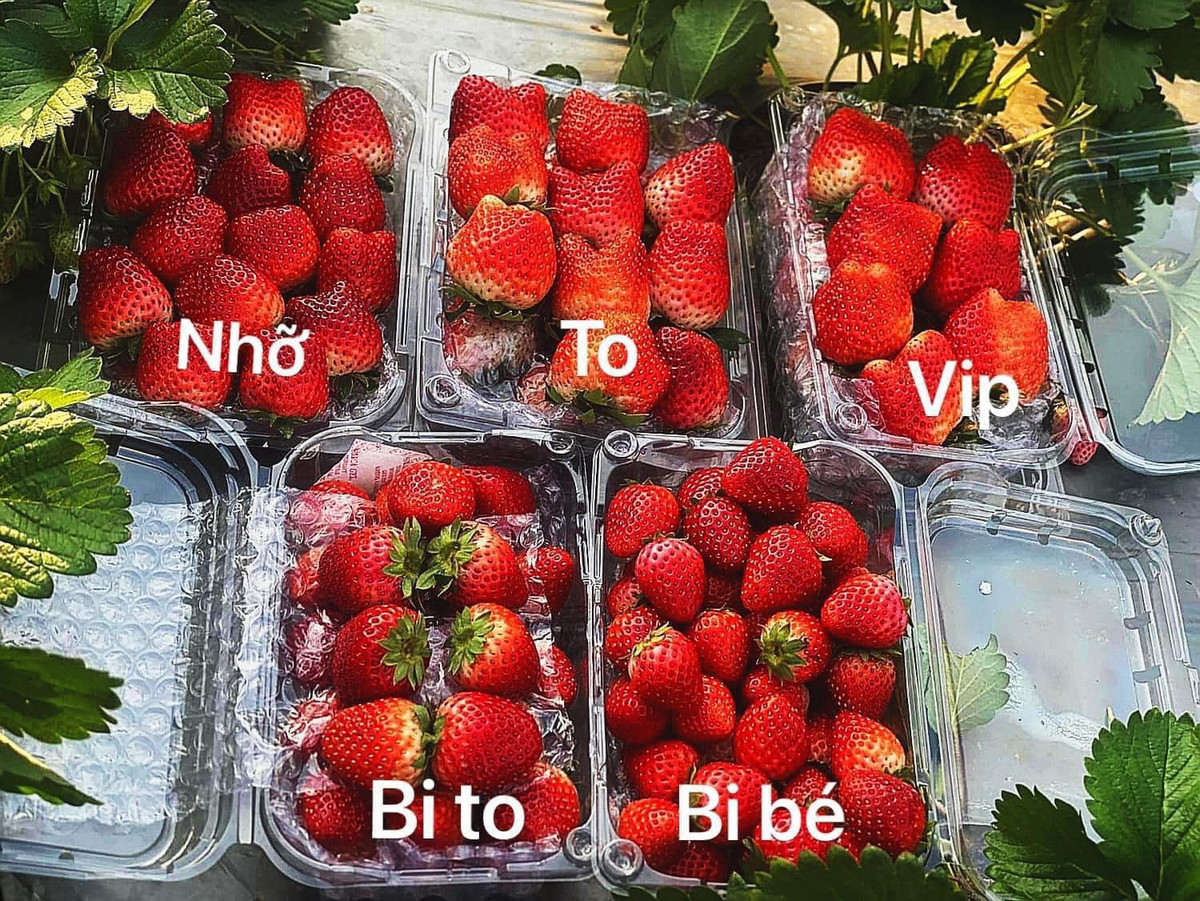 Dâu tây Mộc Châu thường không sử dụng thuốc bảo quản nên chỉ để được từ 2-3 ngày ở nhiệt độ thường, từ 3-5 ngày nếu bảo quản ở ngăn mát tủ lạnh. Ảnh: Facebook