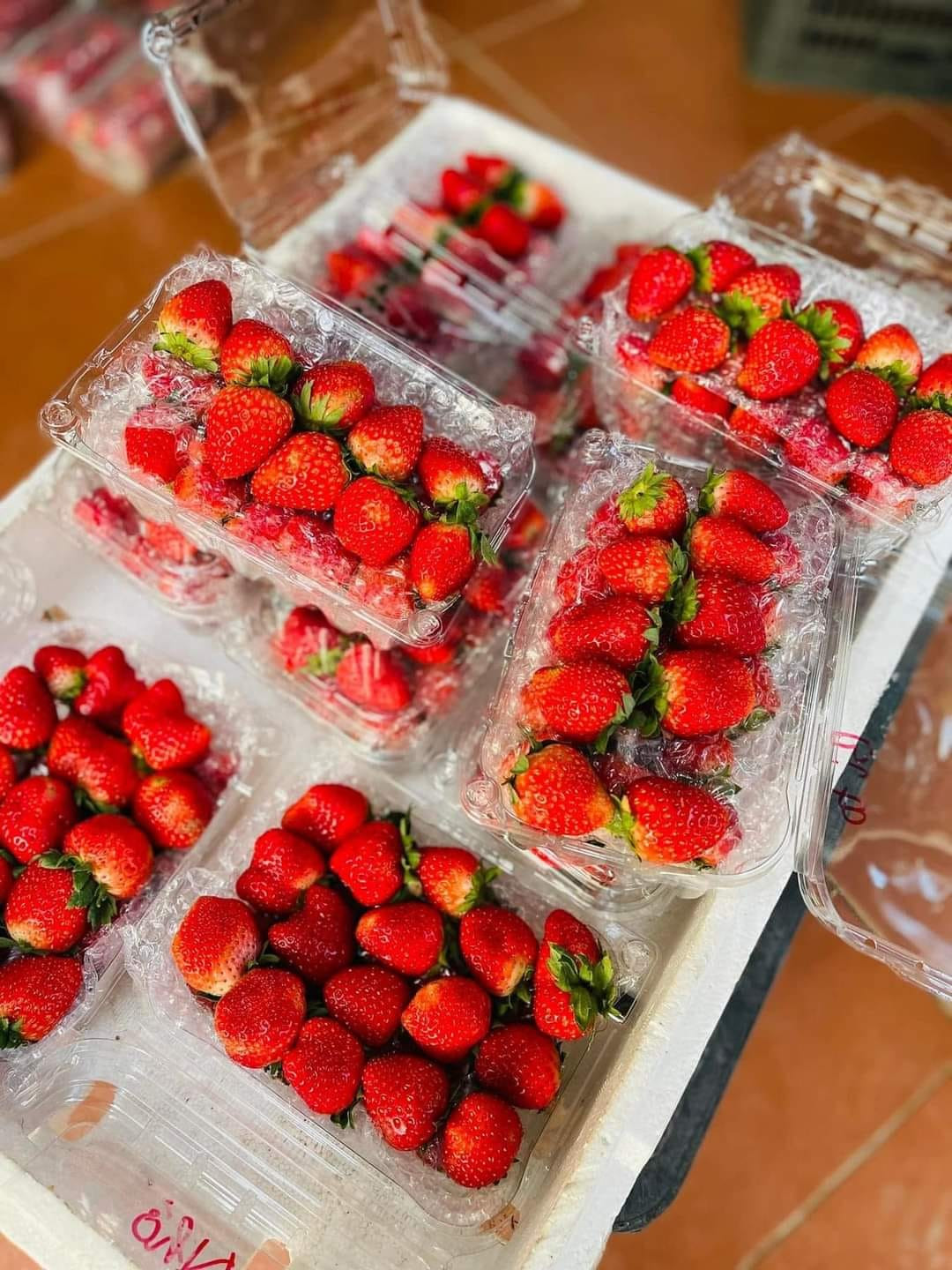 Dâu tây Mộc Châu thường đóng vào hộp nhựa, có lót nilon nổ chống sốc. Ảnh: Facebook