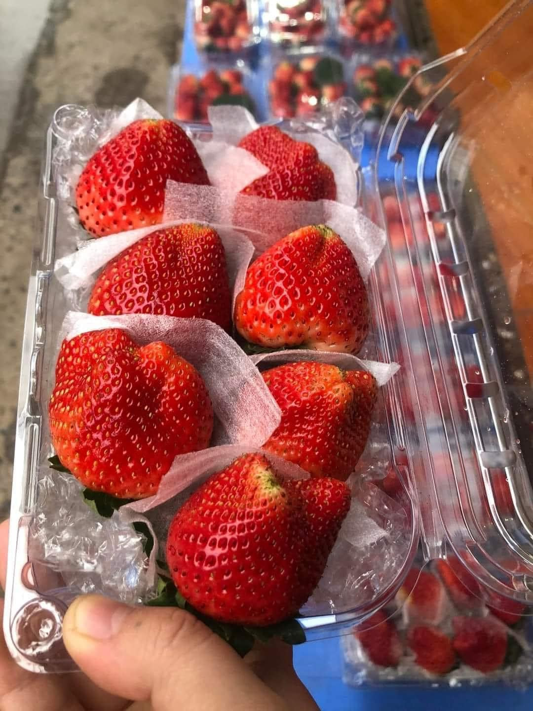 Tuy nhiên, trên thị trường cũng xuất hiện người bán dâu tây nguồn gốc Trung Quốc giá rẻ bằng một nửa dâu tây Sơn La. Loại quả to giá chỉ 60.000 - 70.000 đồng/kg. Ảnh: Facebook