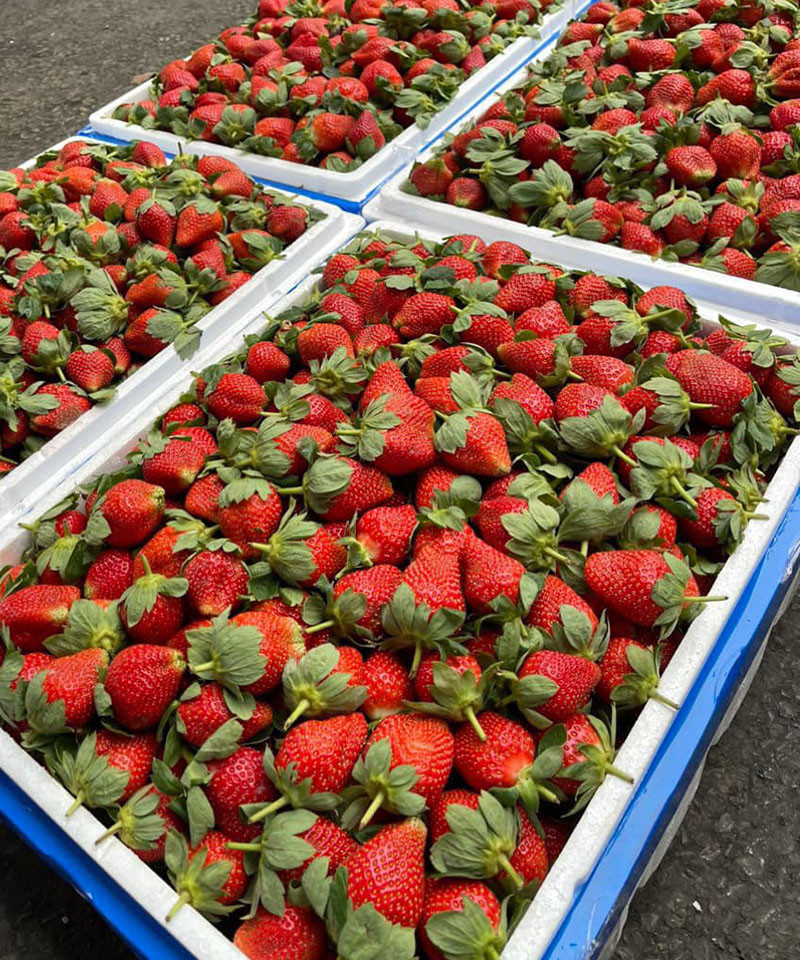 Bên cạnh đó, dâu tây Trung Quốc có núm quả dài, lồi ra ngoài, có cả cuống. Khi bổ đôi, quả dâu có lõi màu trắng, ăn có mùi hắc. Ảnh: Vietnamnet