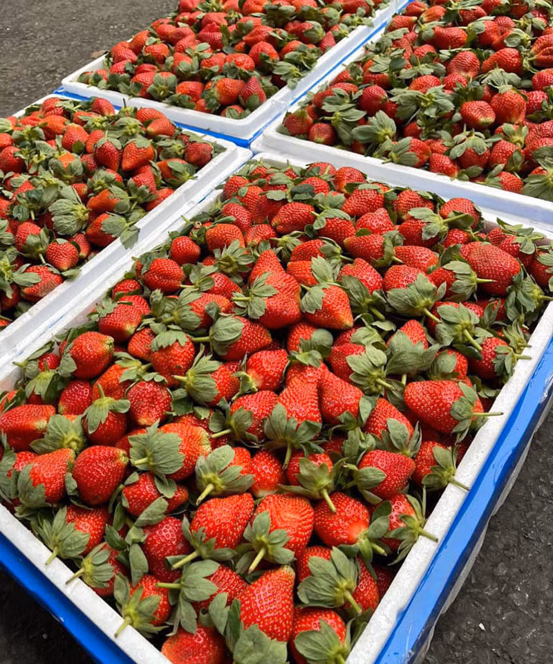 Bên cạnh đó, dâu tây Trung Quốc có núm quả dài, lồi ra ngoài, có cả cuống. Khi bổ đôi, quả dâu có lõi màu trắng, ăn có mùi hắc. Ảnh: Vietnamnet