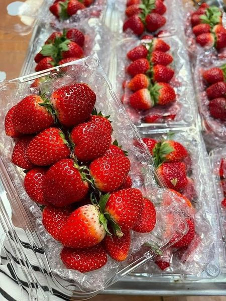 Dâu tây trồng tại Mộc Châu (Sơn La) chủ yếu là giống dâu Tochiotome của Nhật Bản, gọi là dâu Hana. Ảnh: Facebook