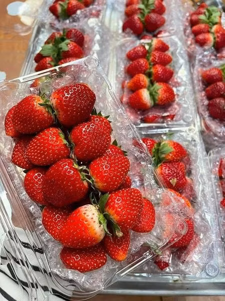 Dâu tây trồng tại Mộc Châu (Sơn La) chủ yếu là giống dâu Tochiotome của Nhật Bản, gọi là dâu Hana. Ảnh: Facebook