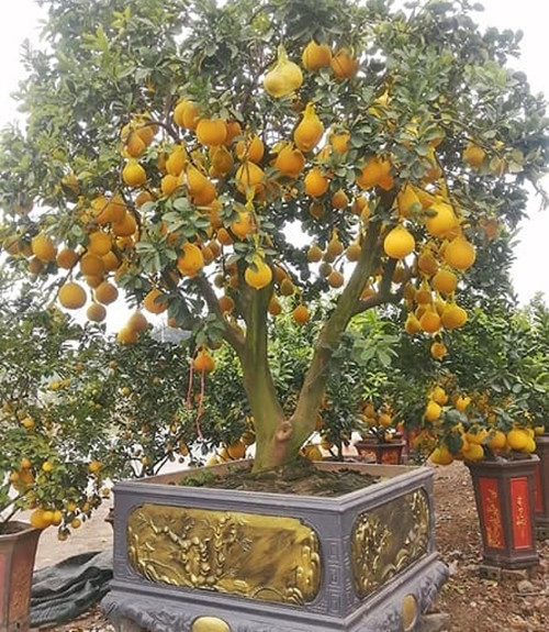 Bưởi bonsai hàng trăm quả được các đại gia săn lùng chơi Tết. Ảnh: NhavuonMinhson