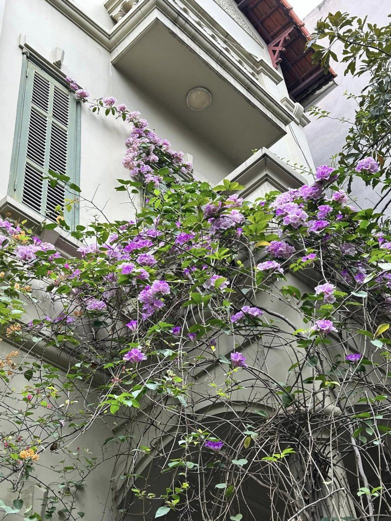Tường nhà được tô điểm bởi hoa lan tỏi nở tím khắp bên thềm, leo lên tầng bám vào khe cửa rất bắt mắt.