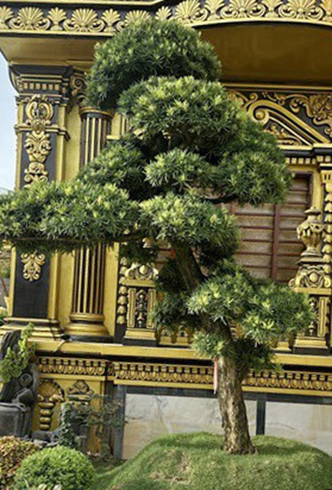 Trước đó, anh Thoan đã trồng khoảng 300 cây bon sai cùng rất nhiều cây cảnh khác giá trị khoảng 2 tỷ đồng. Ảnh: Facebook