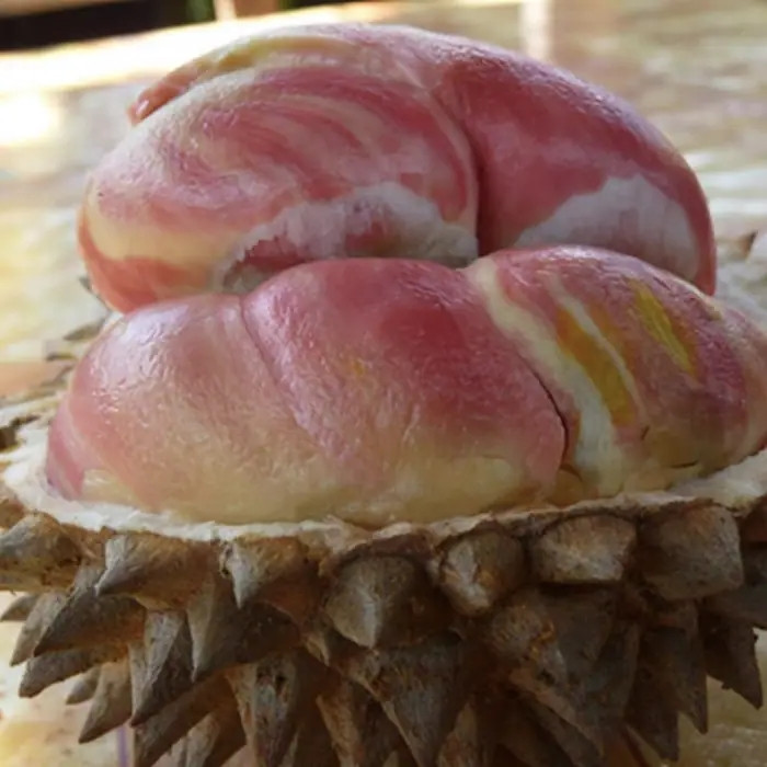 Sầu riêng Pelangi có nguồn gốc từ Manokwari, nằm ở phía đông tỉnh Papua (Indonesia). Ngày nay có những cây sầu riêng cầu vồng đã hơn trăm năm tuổi. Ảnh: TanamanMart