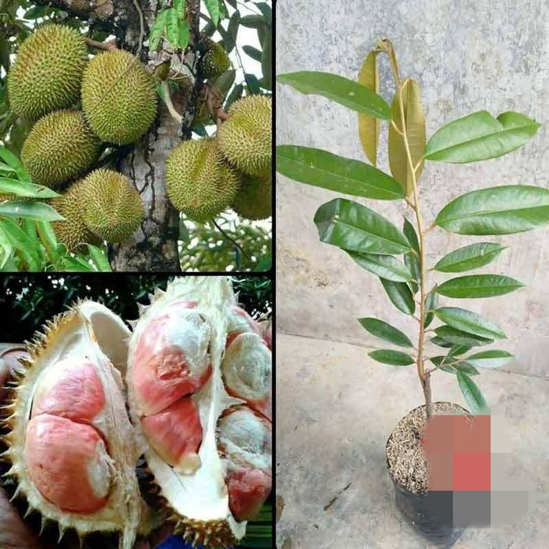 Đặc biệt, cây sầu riêng Pelangi cũng cho năng suất rất cao, đậu quả 2 lần trong năm, có thể cho thu hoạch tới 800 quả mỗi cây. Ảnh: Blibli