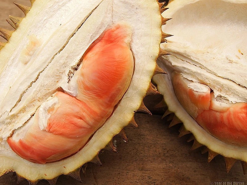 Thịt quả sầu riêng Pelangi có nhiều màu sắc khác nhau, tùy thuộc vào từng cây, từ màu trắng, vàng nhạt, hồng, cam, đến đỏ. Ảnh; Getty